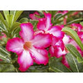 Dorset Adenium Flower Seeds for Planting – Drought Tolerant Heirloom Non-GMO High Germination Garden Seeds