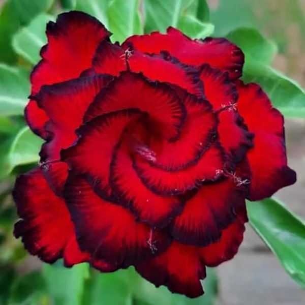Red Black Adenium Flower Seeds – Pollinator Friendly, Heirloom &amp; Non-GMO Seeds for Home Garden