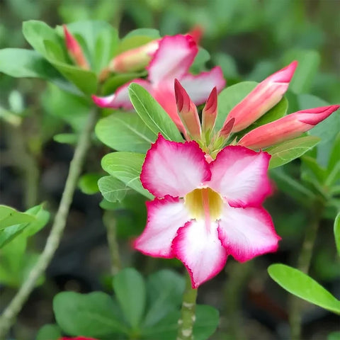 Flower Seeds, Seeds,Seeds For Planting,Plant Seeds