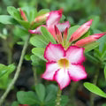 Dorset Adenium Flower Seeds for Planting – Drought Tolerant Heirloom Non-GMO High Germination Garden Seeds