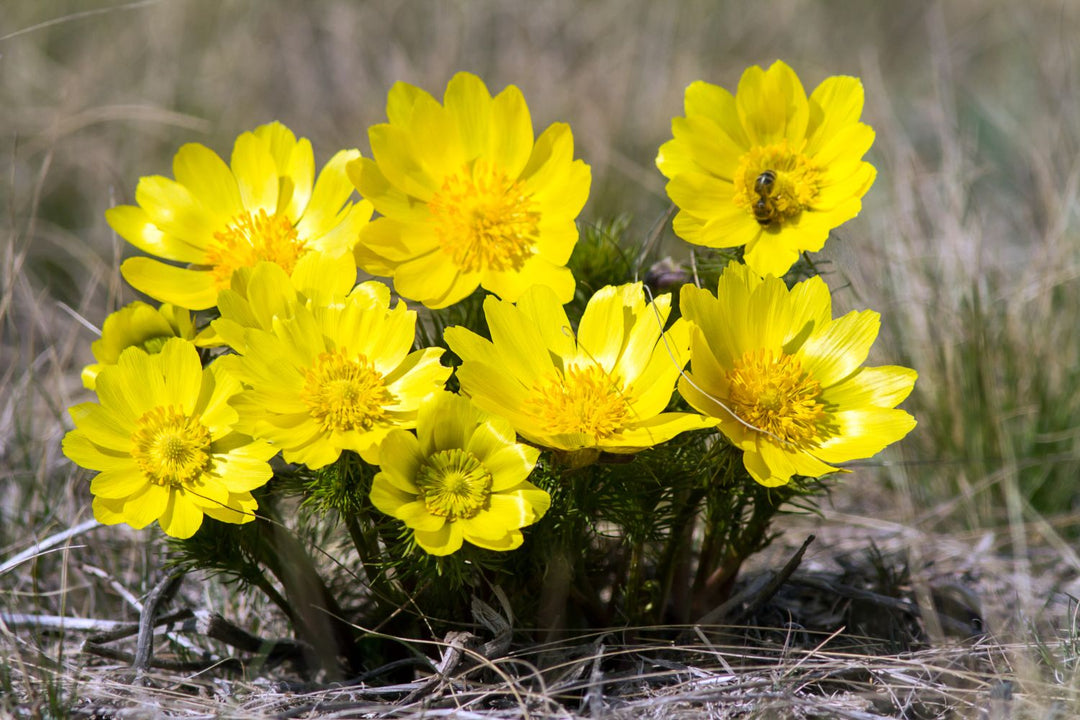 Yellow Adonis Flower Seeds for Planting – Cottage Garden Essential, Heirloom, Non-GMO, Organic Garden Seeds