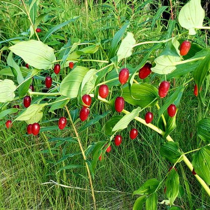 Watermelon Berry fruit seeds for planting – Heirloom & Non-GMO garden seeds, juicy sweet berry variety