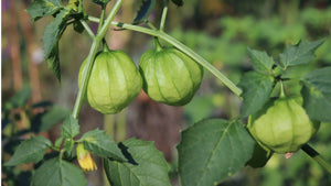 Tomatillo Seeds for Planting – Heirloom & Non-GMO Husk Tomato Salsa Variety