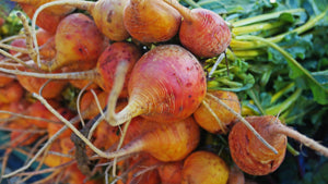 Orange Beet Seeds for Planting – Heirloom &amp; Non-GMO Vibrant and Colorful Culinary Variety