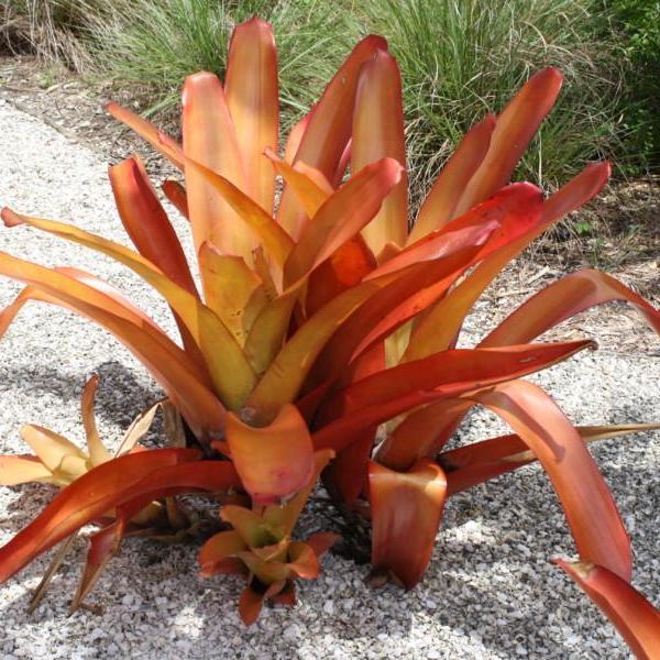 Orange Bromeliad Flower Seeds for Planting – Heirloom Non-GMO Organic Garden Seeds with High Germination