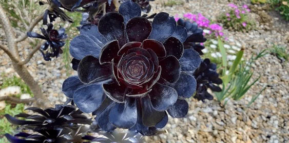 Black Atropureum Flower Seeds for Planting – Heirloom Non-GMO, High Germination Organic Garden Seeds
