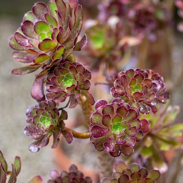Brown Succulent Flower Seeds for Planting – Colorful Display, Heirloom &amp; Non-GMO Home Garden Seeds