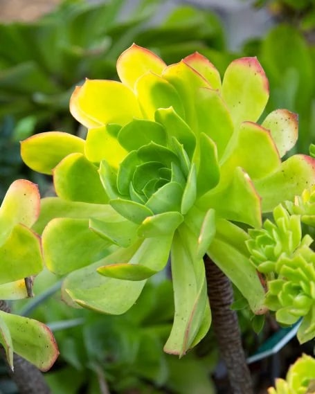 Yellow Green Succulent Flower Seeds for Planting – Drought Tolerant, Heirloom & Non-GMO Home Garden