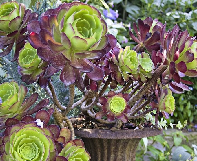 Purple Green Greenovia Flower Seeds for Planting – Heirloom, Non-GMO, Fragrant Blossoms, High Germination