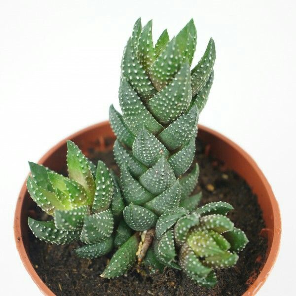 Brown Haworthia Reinwardtii Succulent Herb Seeds for Planting – Heirloom, Non-GMO, Organic Garden Seeds with High Germination