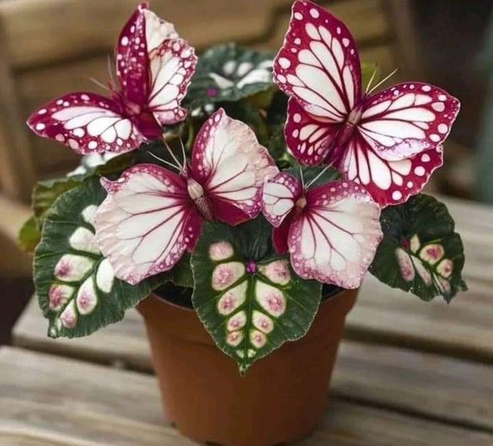 Grow Striking Red &amp; White Begonia Blooms with Butterfly-Like Beauty