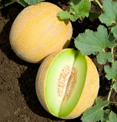 Galia Cantaloupe Melon Fruit Seeds – Heirloom, Non-GMO Seeds with Honeydew-Cantaloupe Flavor