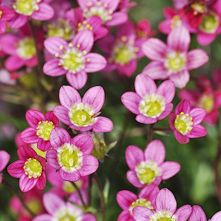 Flower Seeds, Seeds,Seeds For Planting,Plant Seeds