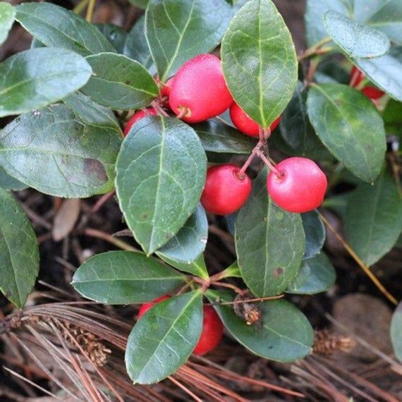 Red Gaultheria seeds for planting - Heirloom & Non-GMO aromatic berry fruit garden seeds