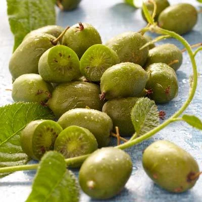 Issai Kiwi Fruit Seeds for Planting – Heirloom, Non-GMO, Self-Pollinating Mini Vine, High Germination Seeds