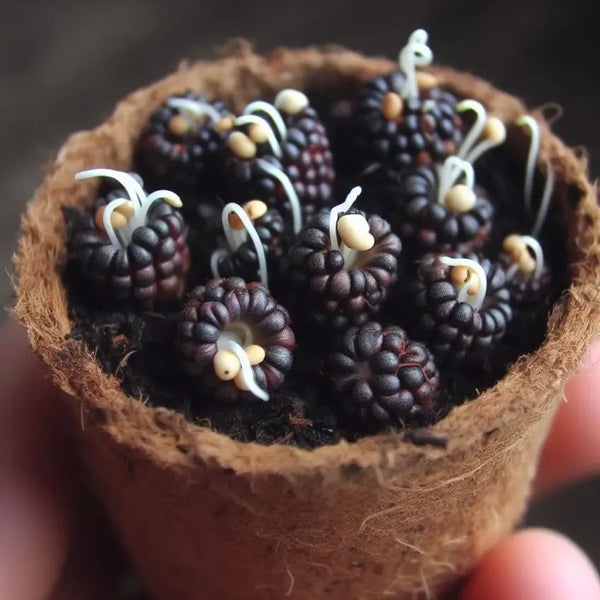 Black Myrica Rubra Fruit Seeds – Heirloom, Non-GMO Seeds for Exotic Asian Fruit Garden Planting