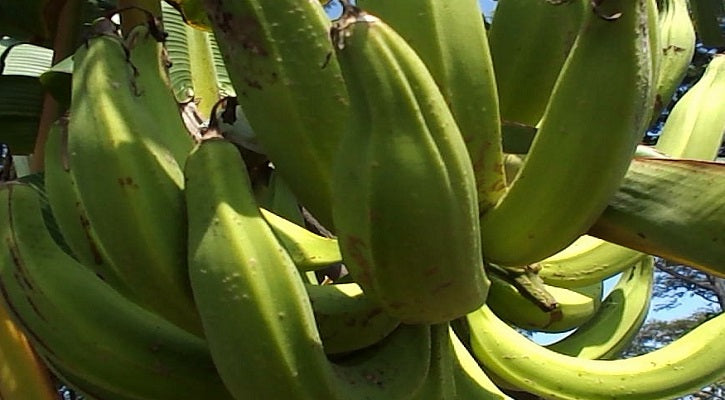 Rhino Horn Banana Fruit Seeds – Heirloom, Non-GMO Seeds for African Giant Home Garden Tree Planting