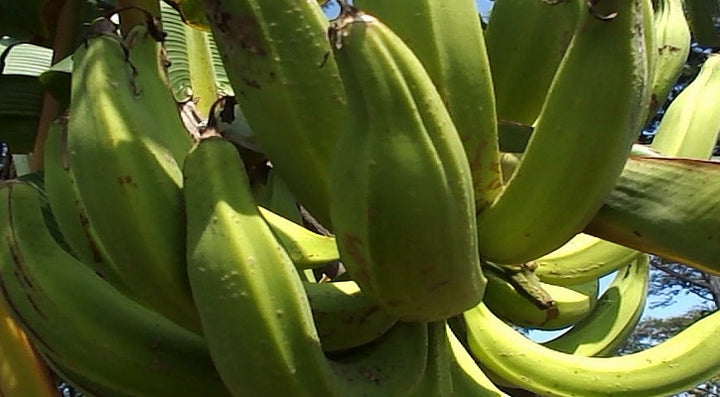 Rhino Horn Banana Fruit Seeds – Heirloom, Non-GMO Seeds for African Giant Home Garden Tree Planting