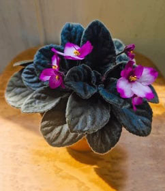 Pink Violet Saintpaulia Flower Seeds for Planting | Heirloom Non-GMO High Germination Organic Garden Seeds