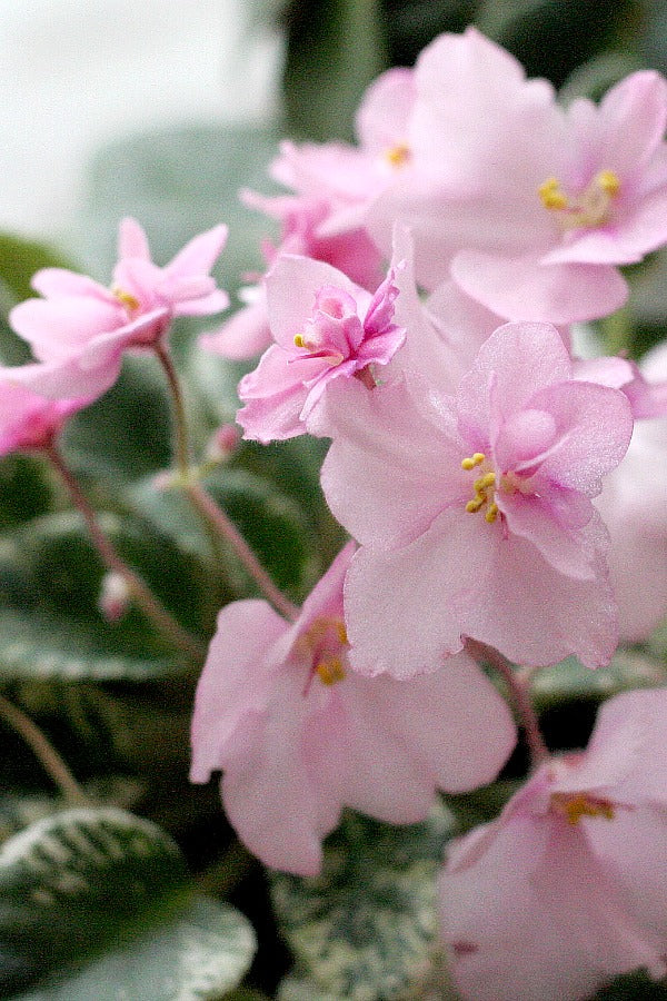 Soft Pink Mini Violet Rare Flower Seeds for Planting – Heirloom, Non-GMO, High Germination Garden Seeds