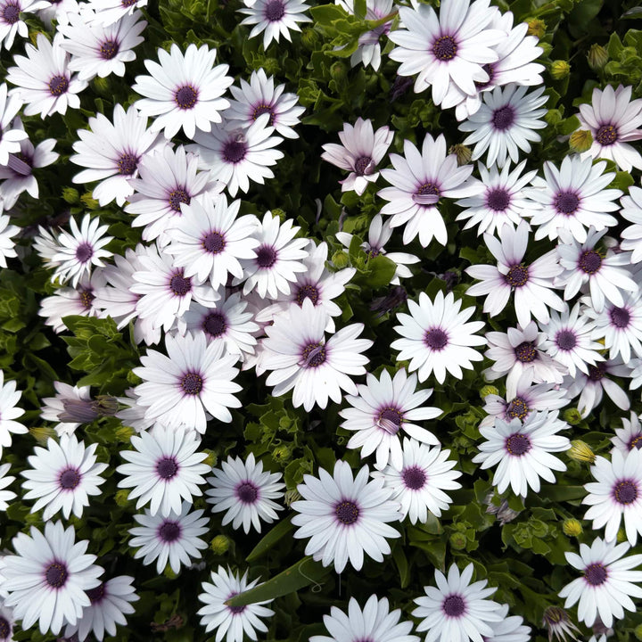Eyed Flower Seeds for Planting – Heirloom, Non-GMO, High Germination Organic Garden Seeds