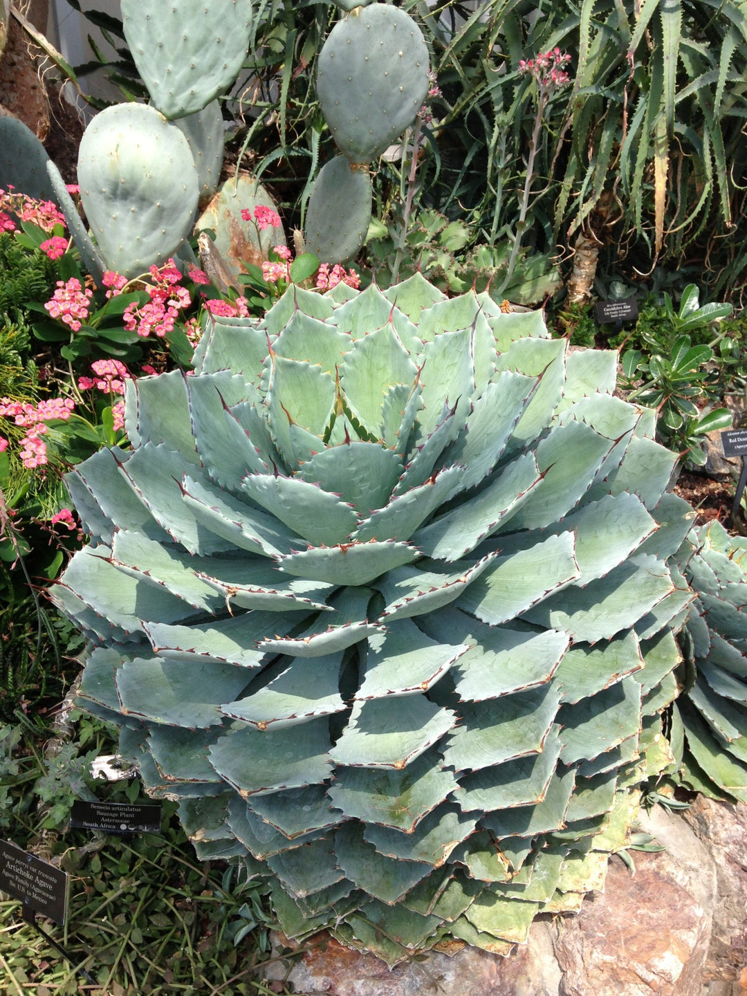 Green Agave Parryi Flower Seeds for Planting | Heirloom Non-GMO, High Germination, Organic Garden Seeds