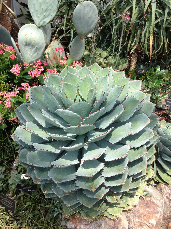 Green Agave Parryi Flower Seeds for Planting | Heirloom Non-GMO, High Germination, Organic Garden Seeds