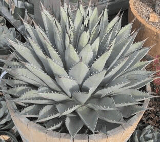 Silver Agave Flower Seeds for Planting – Heirloom Non-GMO, High Germination Organic Garden Seeds