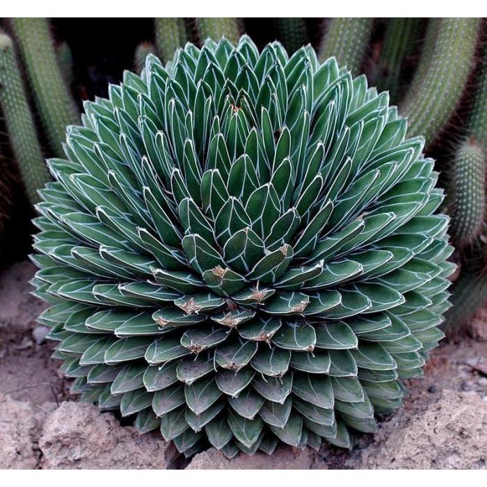 Green Agave Victoria Reginae Flower Seeds for Planting | Heirloom Non-GMO High Germination Organic Garden Seeds