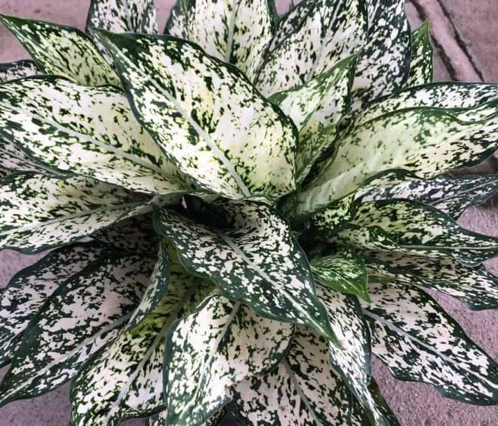 Aglaonema White Mix  for Planting 100 pcs - Drought Tolerant, Heirloom & GMO Free Seeds for Home Garden