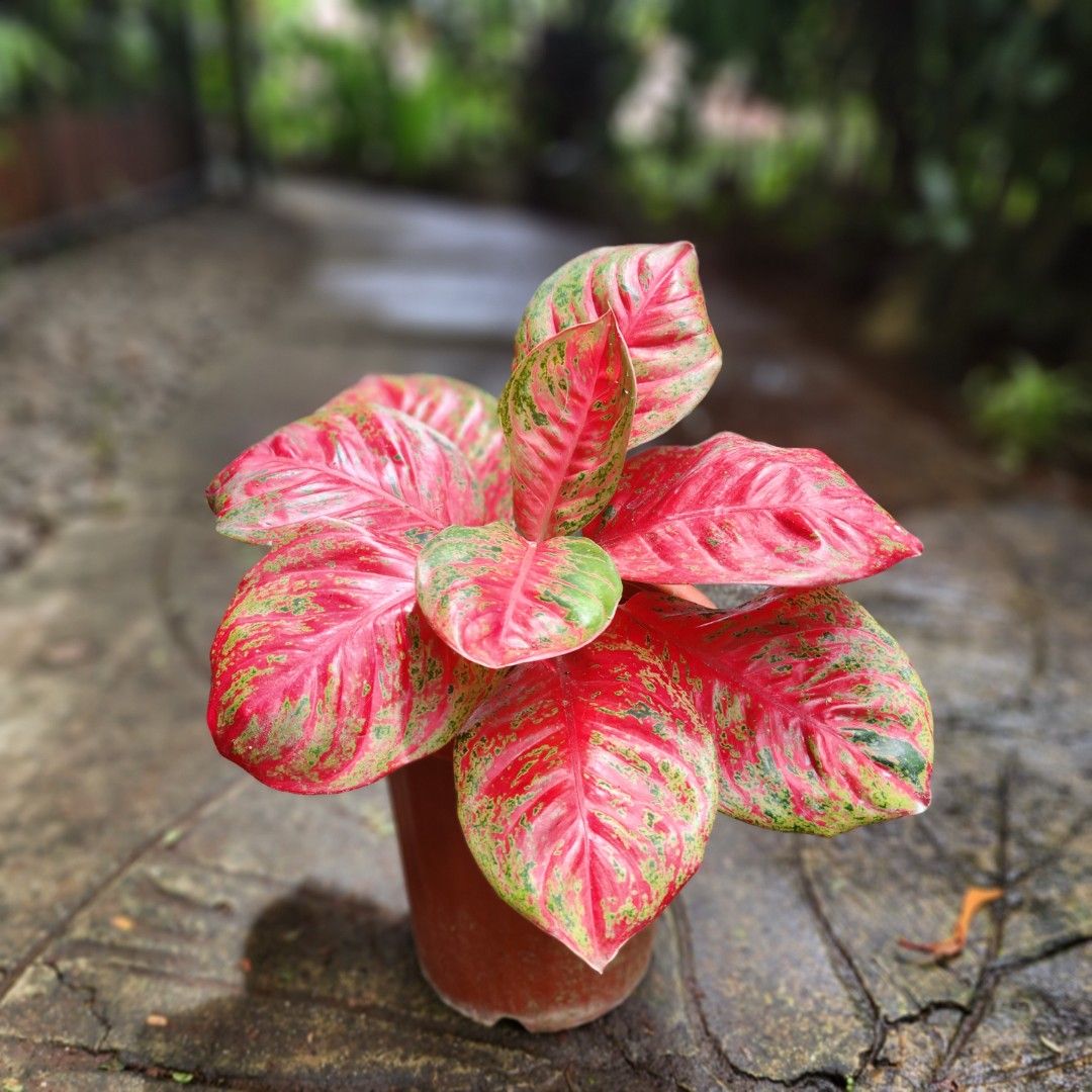 Aglaonema Mosaic Seeds for Planting – Colorful Display, Heirloom, Non-GMO, High Germination Organic Garden Seeds