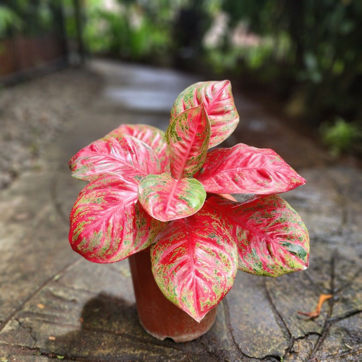 Aglaonema Mosaic Seeds for Planting – Colorful Display, Heirloom, Non-GMO, High Germination Organic Garden Seeds