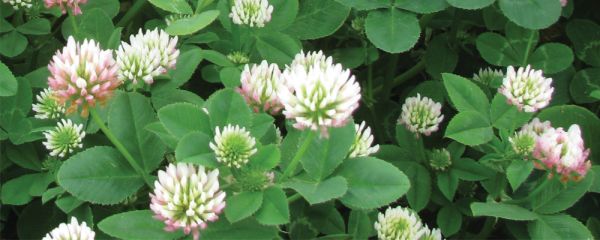 New Zealand Clover Flower Seeds for Planting – Heirloom, Non-GMO, High Germination Organic Garden Seeds