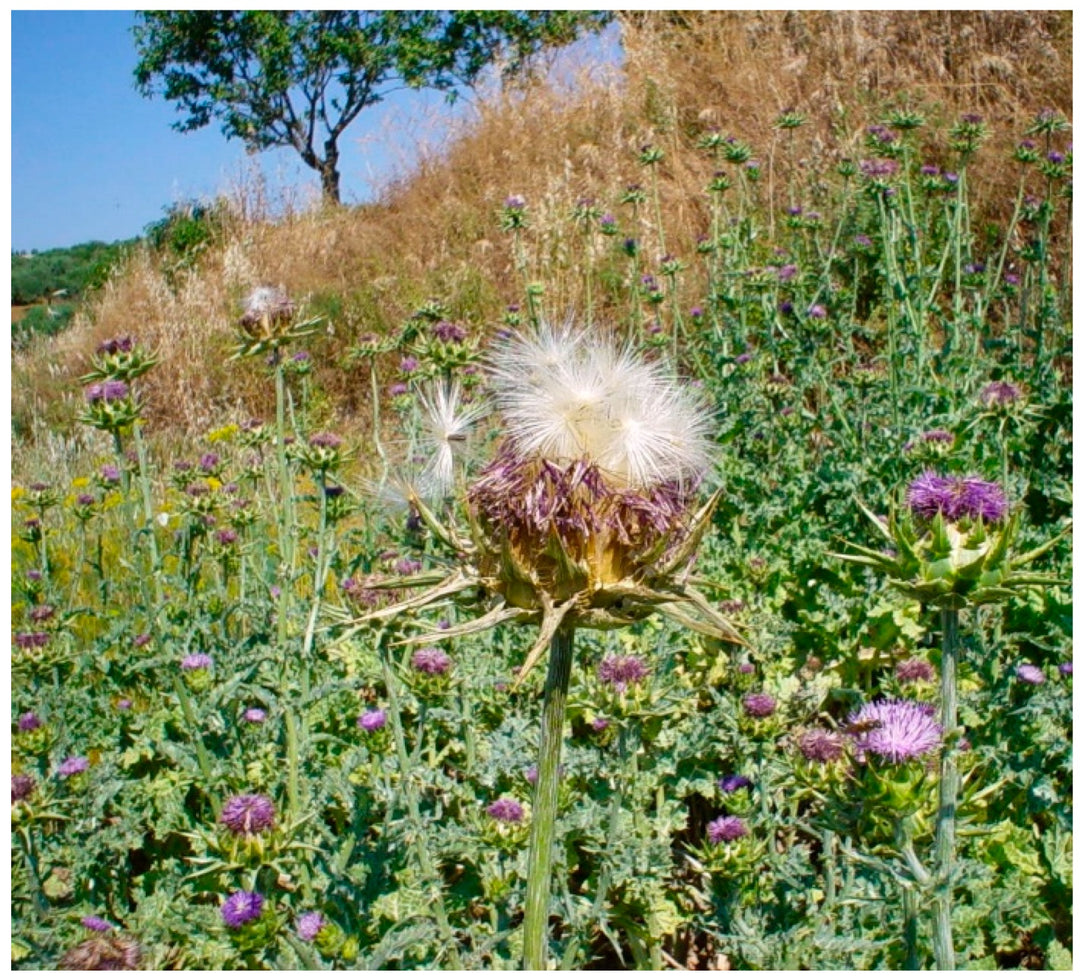 Milk Thistle Seeds (Silybum marianum) for Planting – Heirloom, Non-GMO Medicinal Herb for Liver Support & Pollinator Gardens
