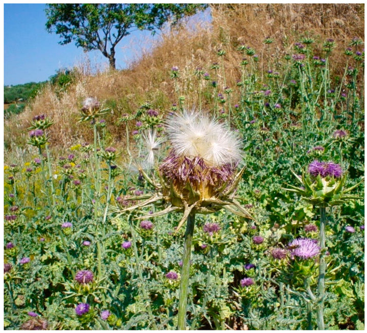 Milk Thistle Seeds (Silybum marianum) for Planting – Heirloom, Non-GMO Medicinal Herb for Liver Support & Pollinator Gardens