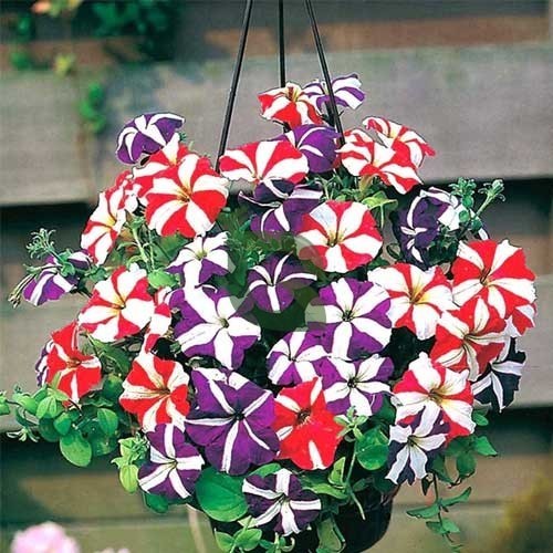 Multi-Colour Starry Petunia Flower Seeds for Planting – Heirloom, Non-GMO, Pollinator Friendly