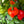 Aji Dulce Cachucha Pepper Seeds for Planting – Heirloom, Non-GMO, Sweet Caribbean – High Germination