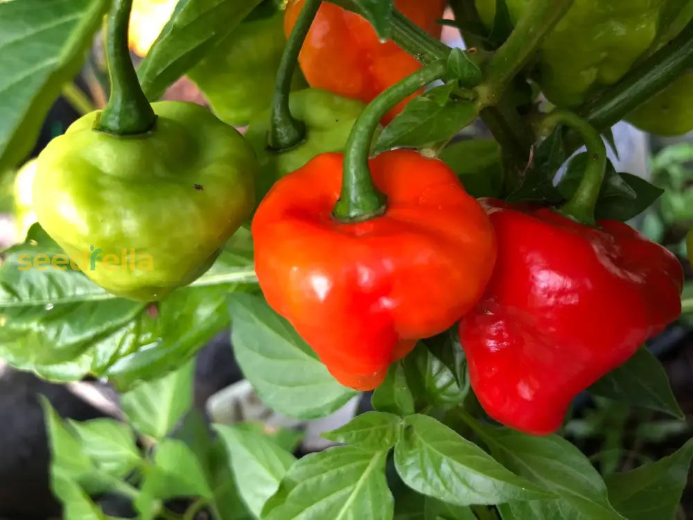 Aji Dulce Cachucha Pepper Seeds for Planting – Heirloom, Non-GMO, Sweet Caribbean – High Germination