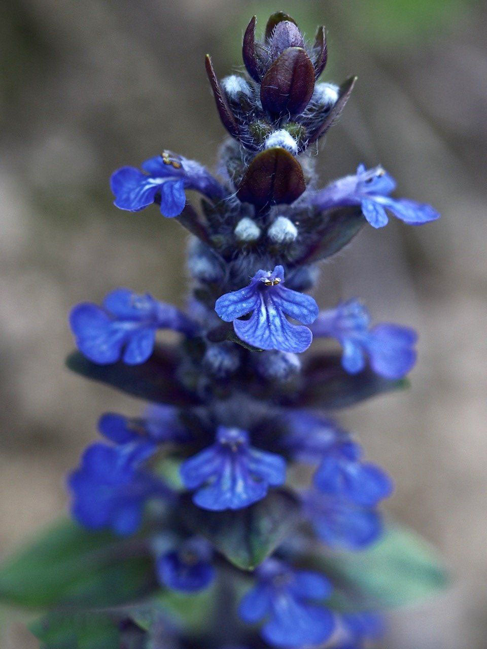 Blue Ajuga Reptans Flower Seeds for Planting | Heirloom Non-GMO, High Germination, Organic Garden Seeds