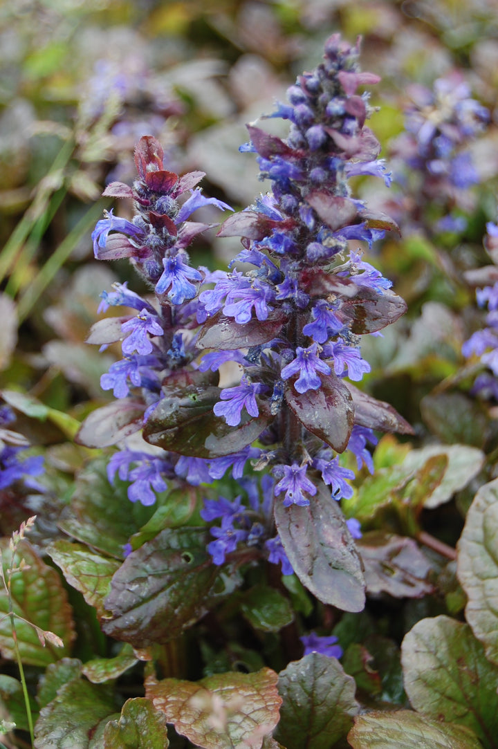 Ajuga Reptans Flower Seeds for Planting – Heirloom Non-GMO, High Germination Organic Garden Seeds