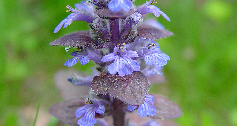 Ajuga Reptans Flower Seeds for Planting – Heirloom Non-GMO, High Germination Organic Garden Seeds