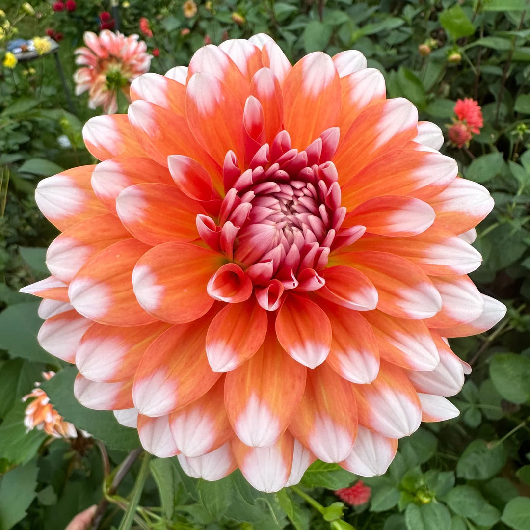 White Orange Dahlia Flower Seeds for Planting – Heirloom Non-GMO High Germination Organic Garden Seeds