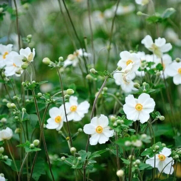 White Autumn Flower Seeds for Planting – Heirloom Non-GMO, High Germination Organic Garden Seeds