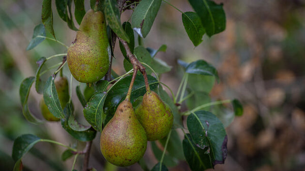 Wild Pear Pyrus Communis fruit seeds for planting – Heirloom & Non-GMO Garden seeds