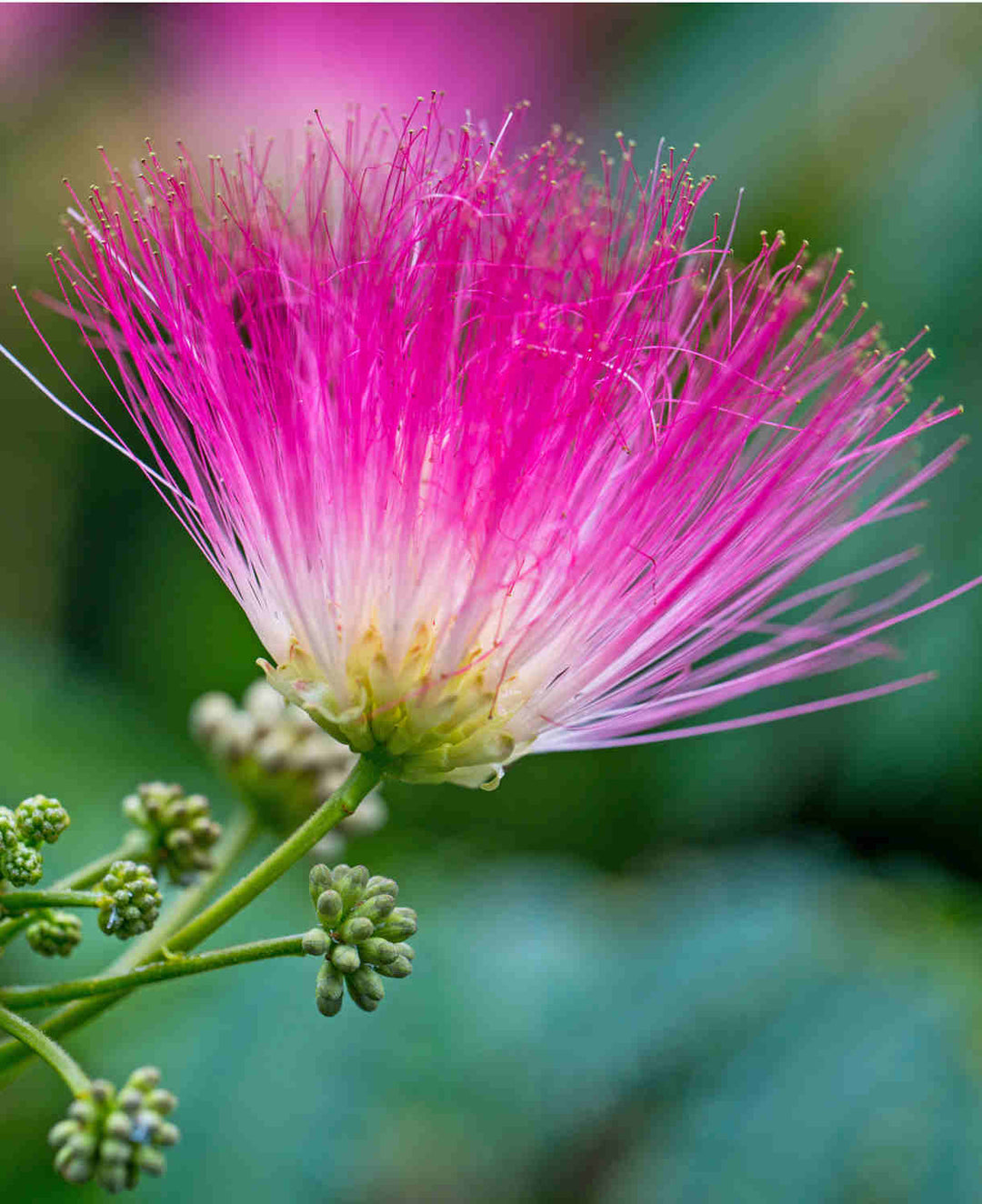 Pink Albizia Flower Seeds for Planting – Heirloom, Non-GMO, Compact Growth, High Germination