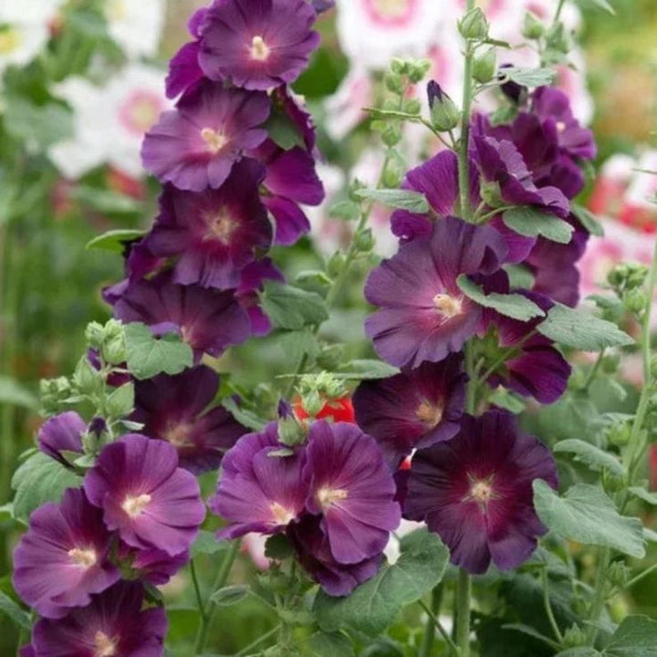 Dark Purple Althaea Rosea Flower Seeds for Planting – Heirloom, Non-GMO, Compact Growth, High Germination