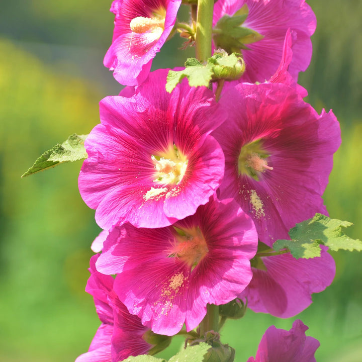 Baby Pink Hollyhock Flower Seeds for Planting | Heirloom Non-GMO Organic Garden Seeds