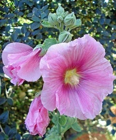 Pink Althaea Rosea Flower Seeds for Planting – Heirloom, Non-GMO, High Germination Organic Garden Seeds