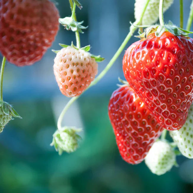 Fruit Seeds,Garden seeds, Seeds For Planting,Plant Seeds