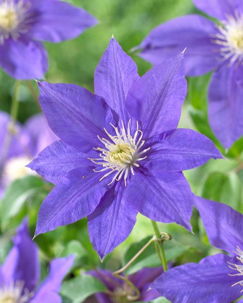 Clematis Flower Seeds for Planting – Shade Tolerant, Heirloom, Non-GMO, High Germination Garden Seeds